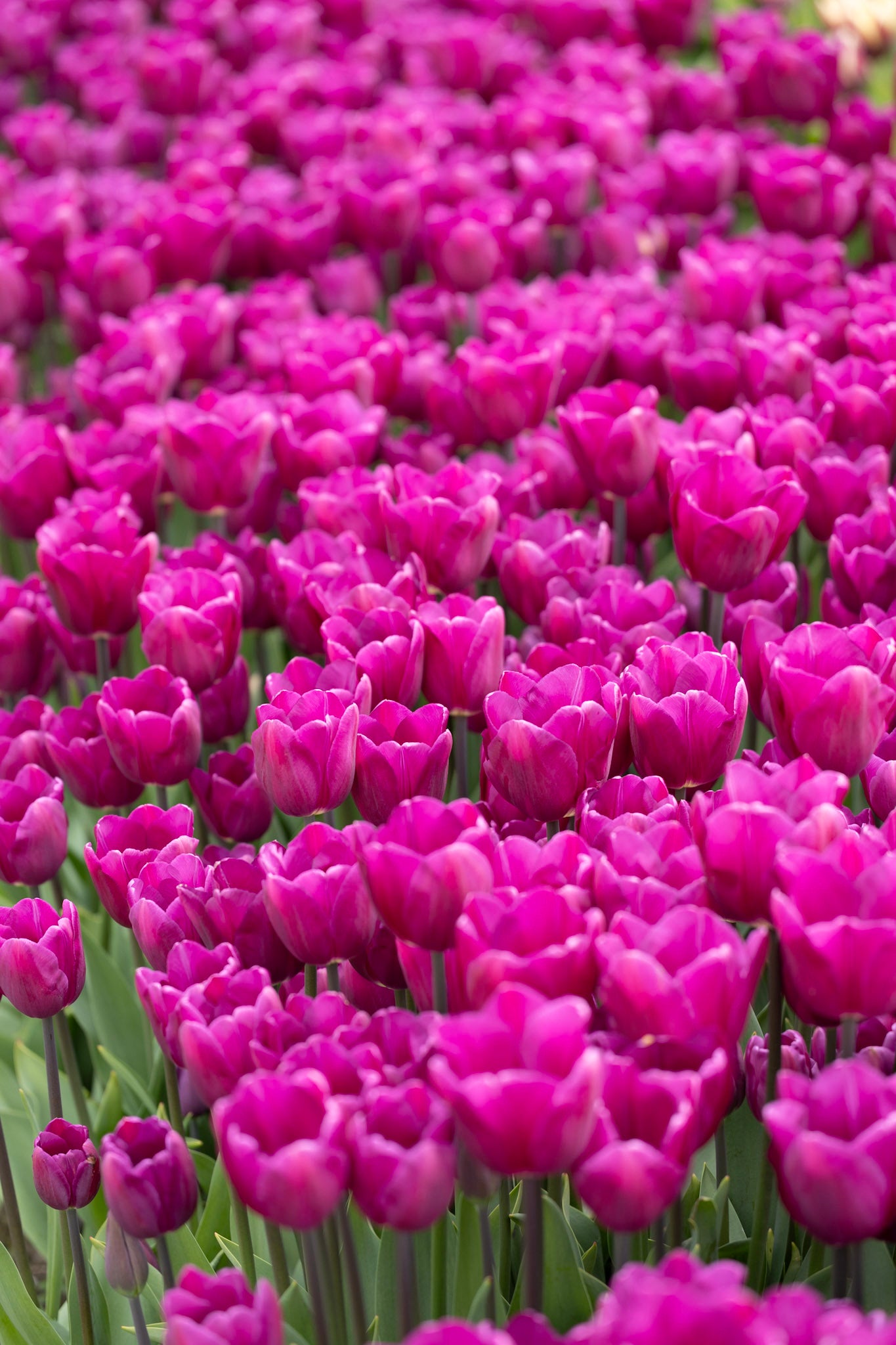 Tulipaner - Guide til dyrkning og pasning af tulipaner